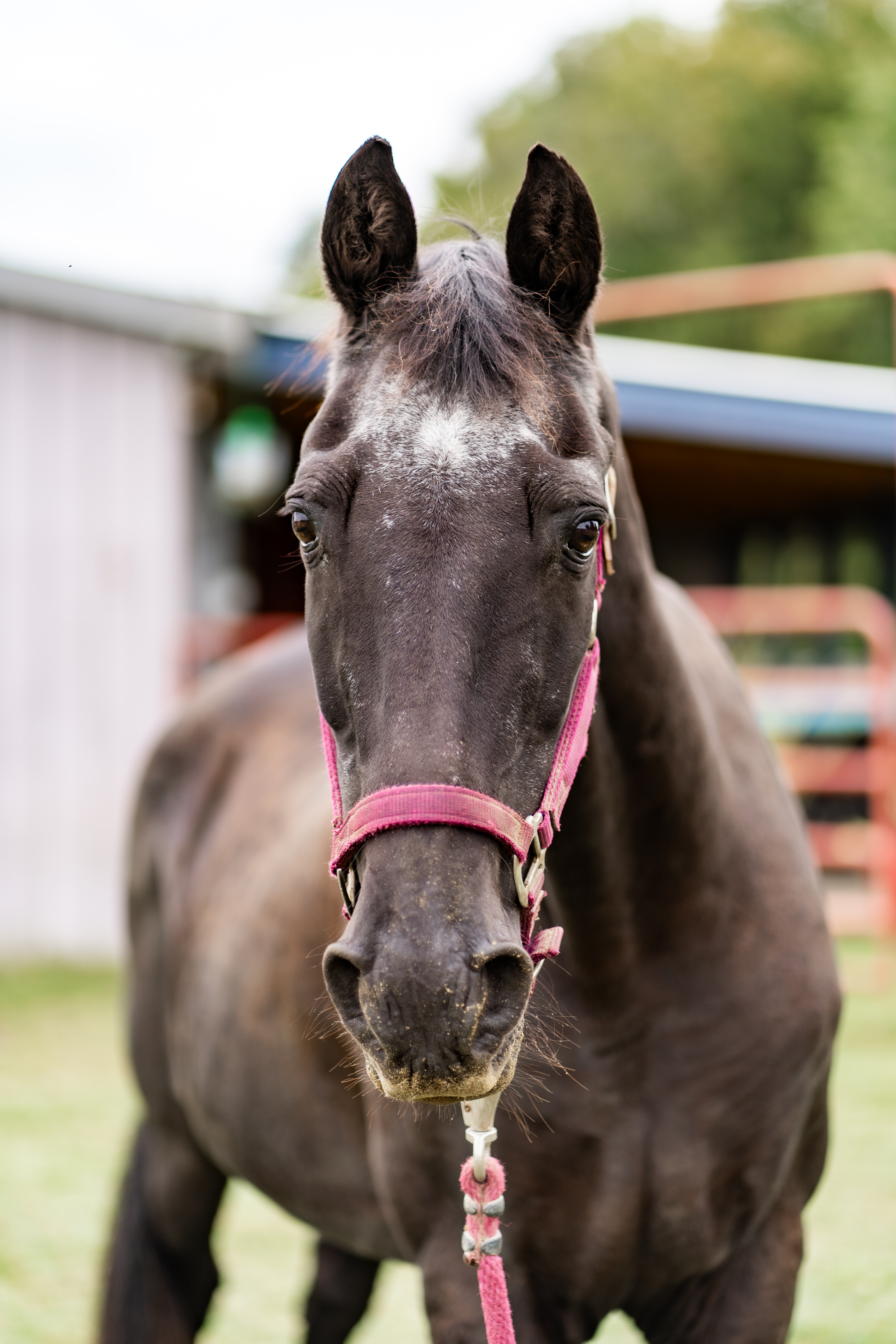 Bag of Horse Feed