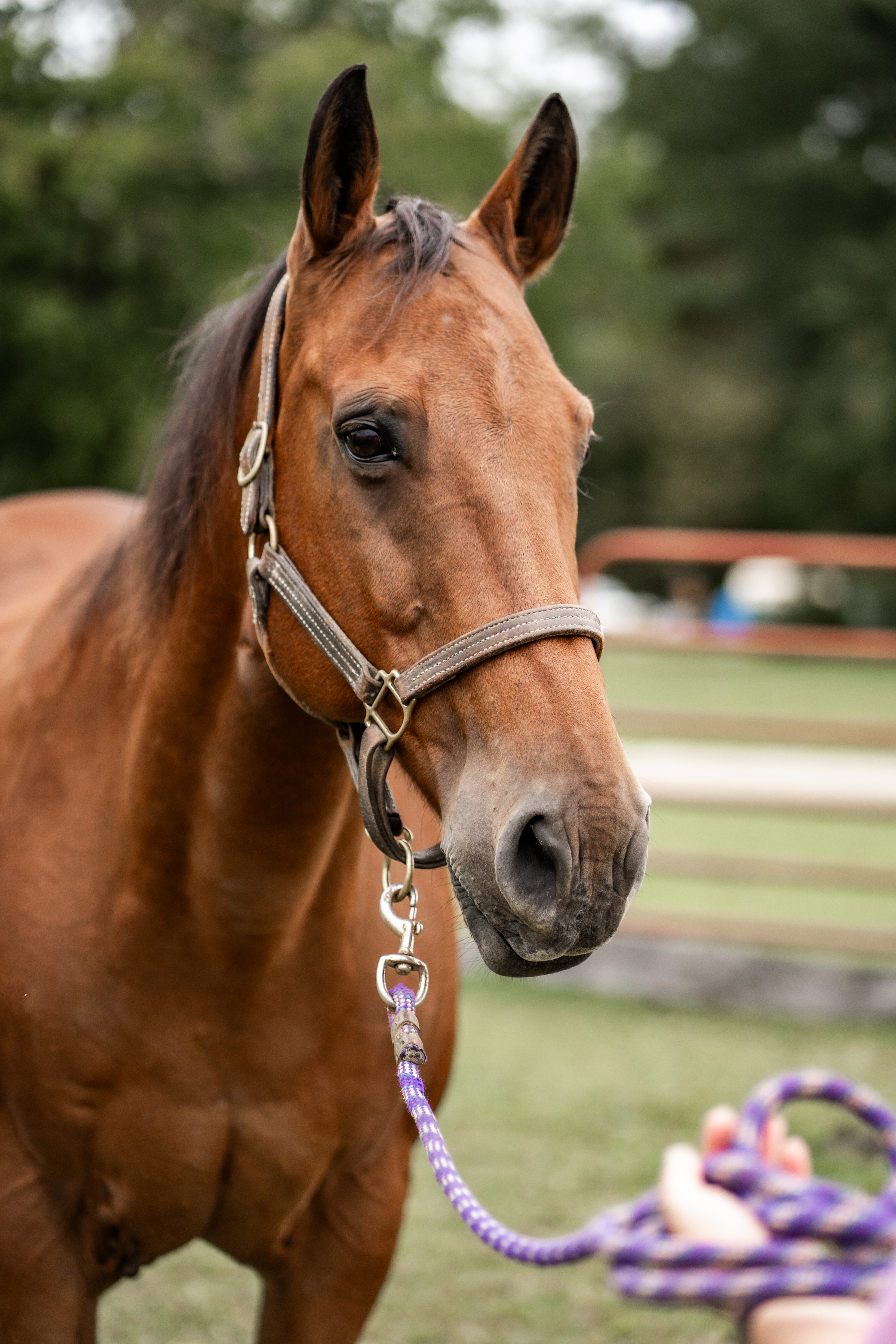 Horse Feet Trim for 6 Weeks