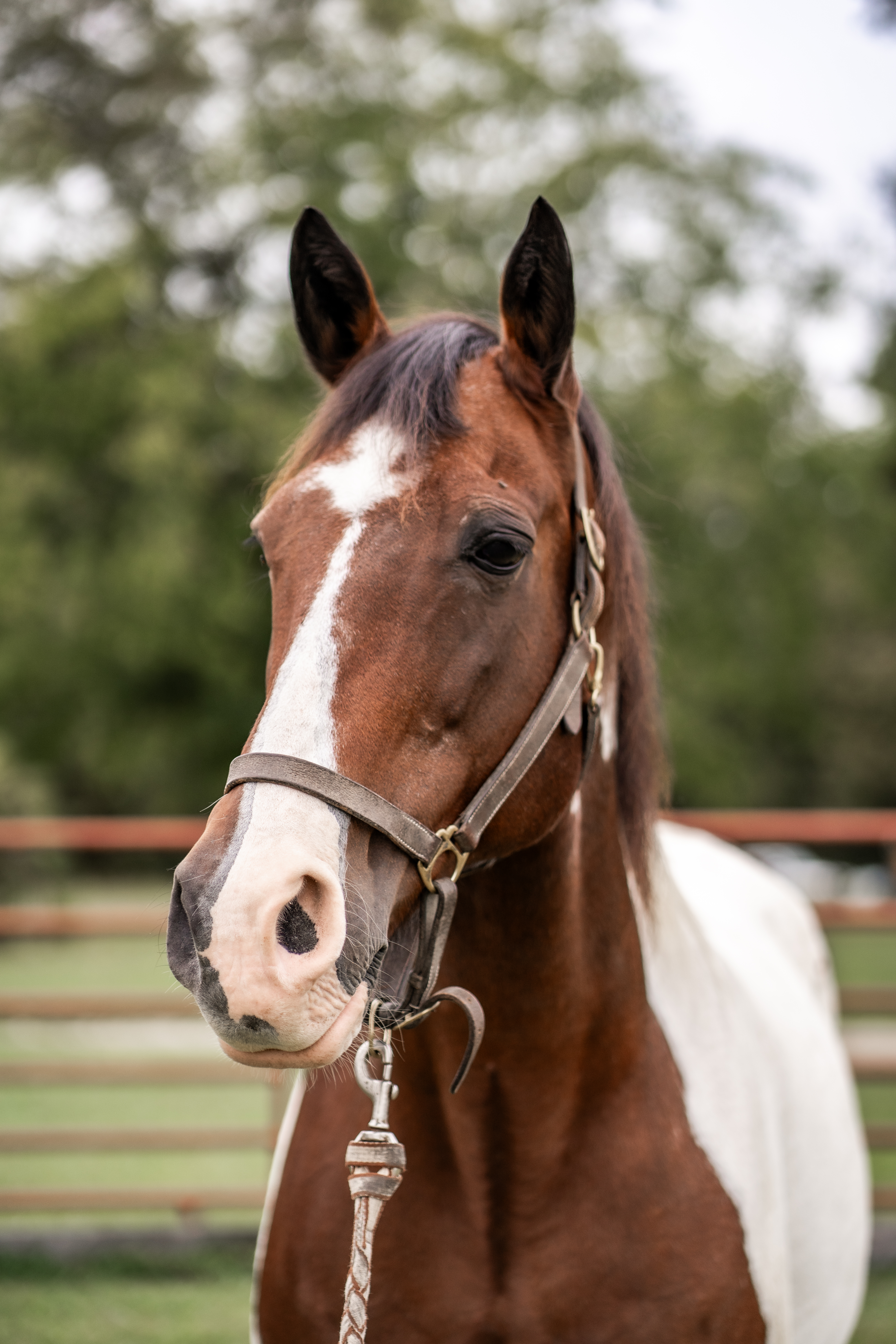 Session with Horse teacher