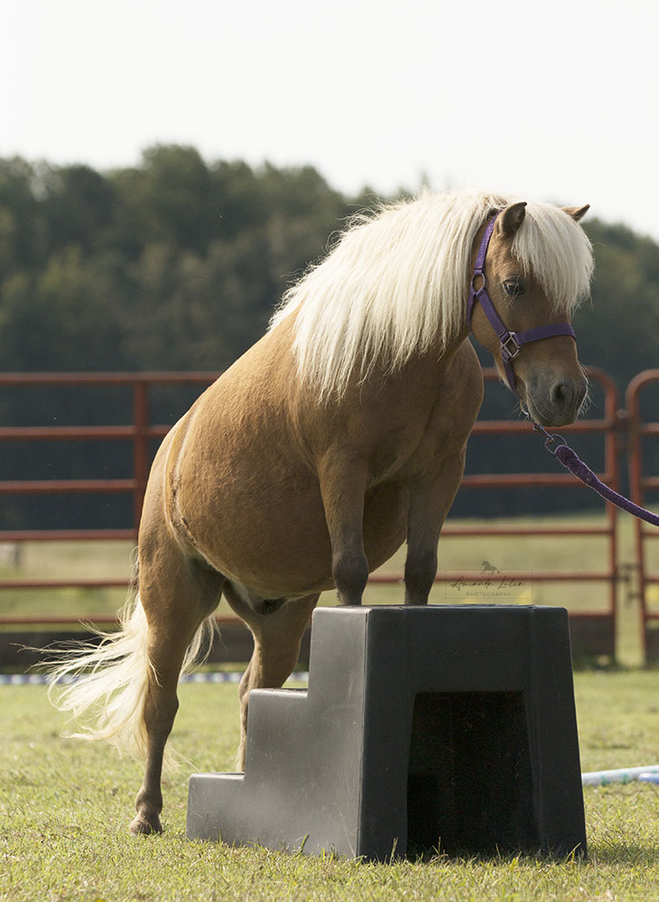 One Month care for a horse teacher